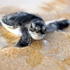 baby turtle
