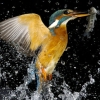 slow motion